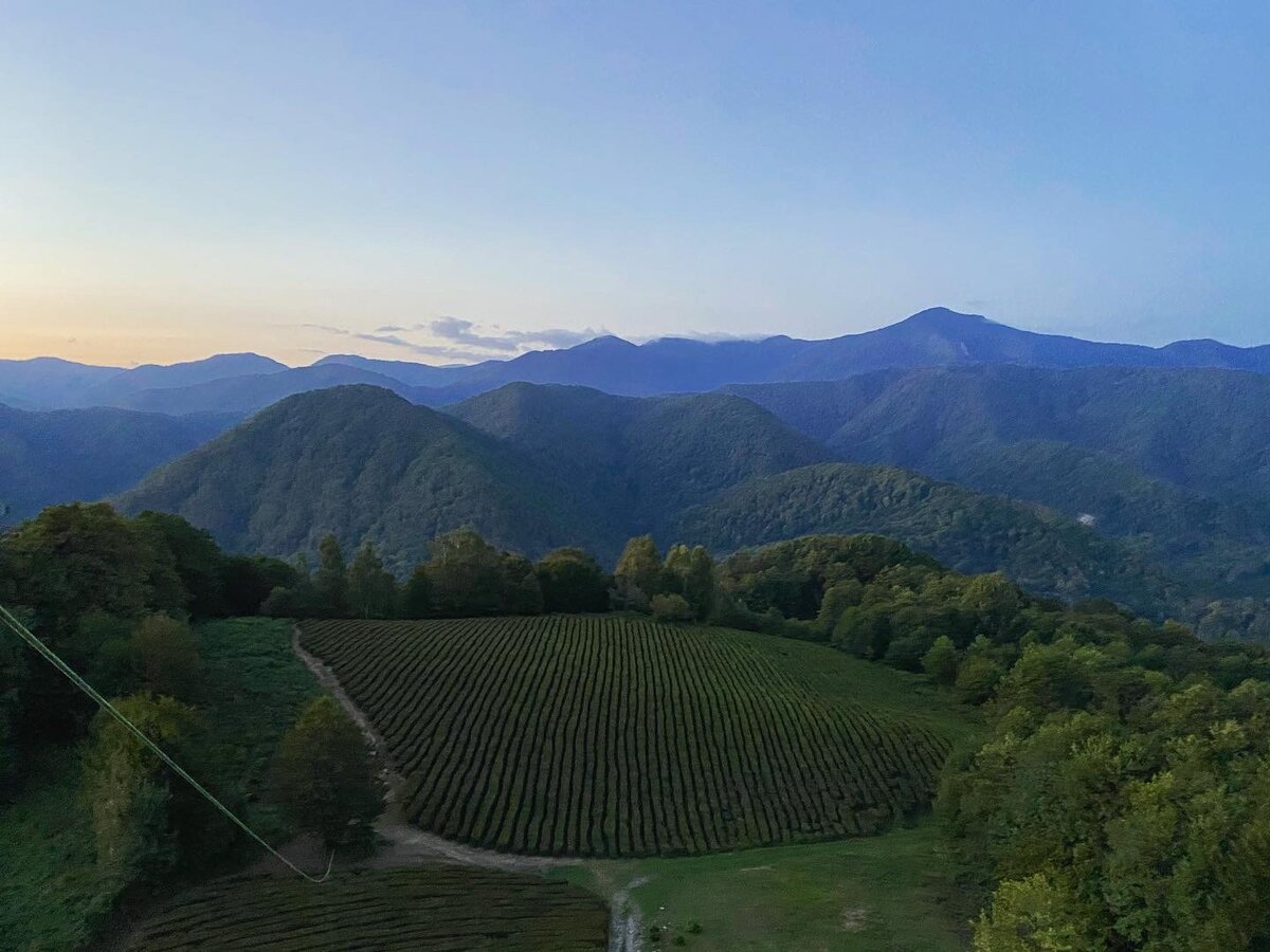 Чайная плантация в Солохауле, вид с воздушного шара. 
