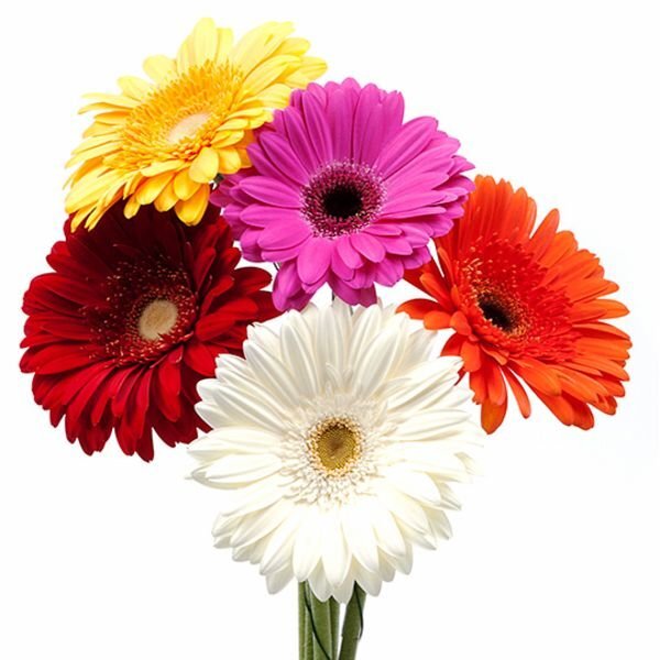 Цветы во флористике: справочник от цветочной мастерской FlowerLab