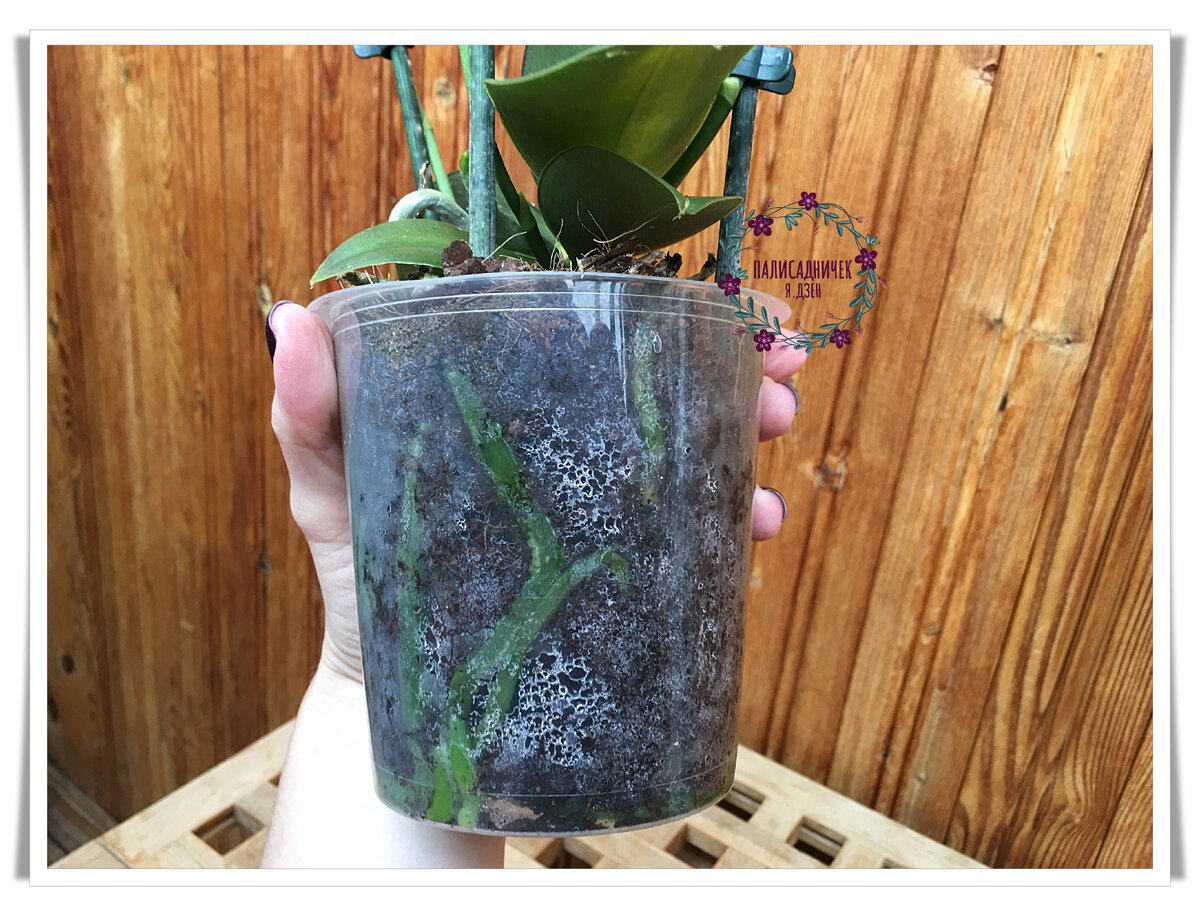 Так вот выглядит грунт в горшке спустя более, чем двое суток, с момента покупки. Пока я не прочла об особенной любви Мини Марка к поливу, думала, что это в магазине, хоть и специализированном, его перелили слегка. А выяснилось, что иначе-то с ним и нельзя. Но я конечно сперва покупаю, потом читаю :)))