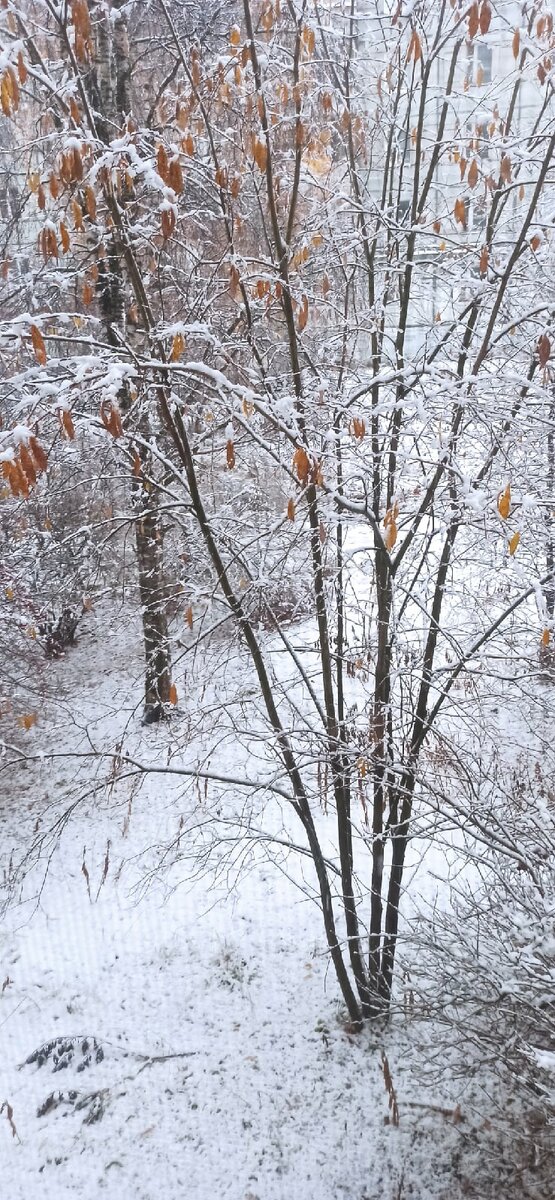 Утро, снег..а еще вчера был дождь и теплынь..
