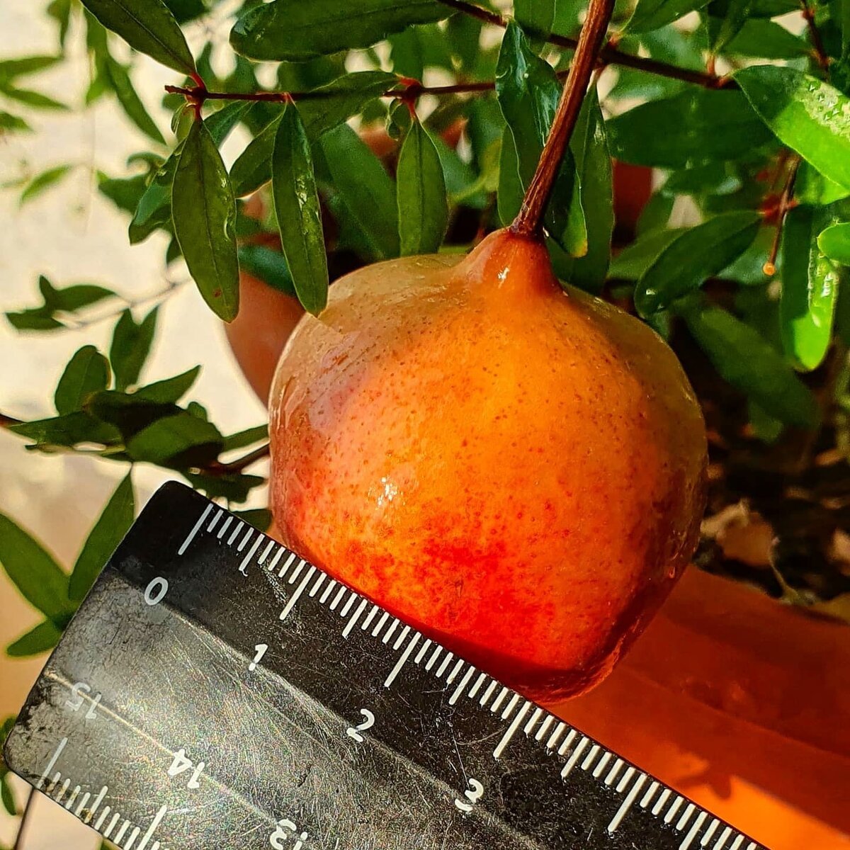 Фото Лужецкой Натальи плод ее граната с линейкой 1 ноября 2021 года 