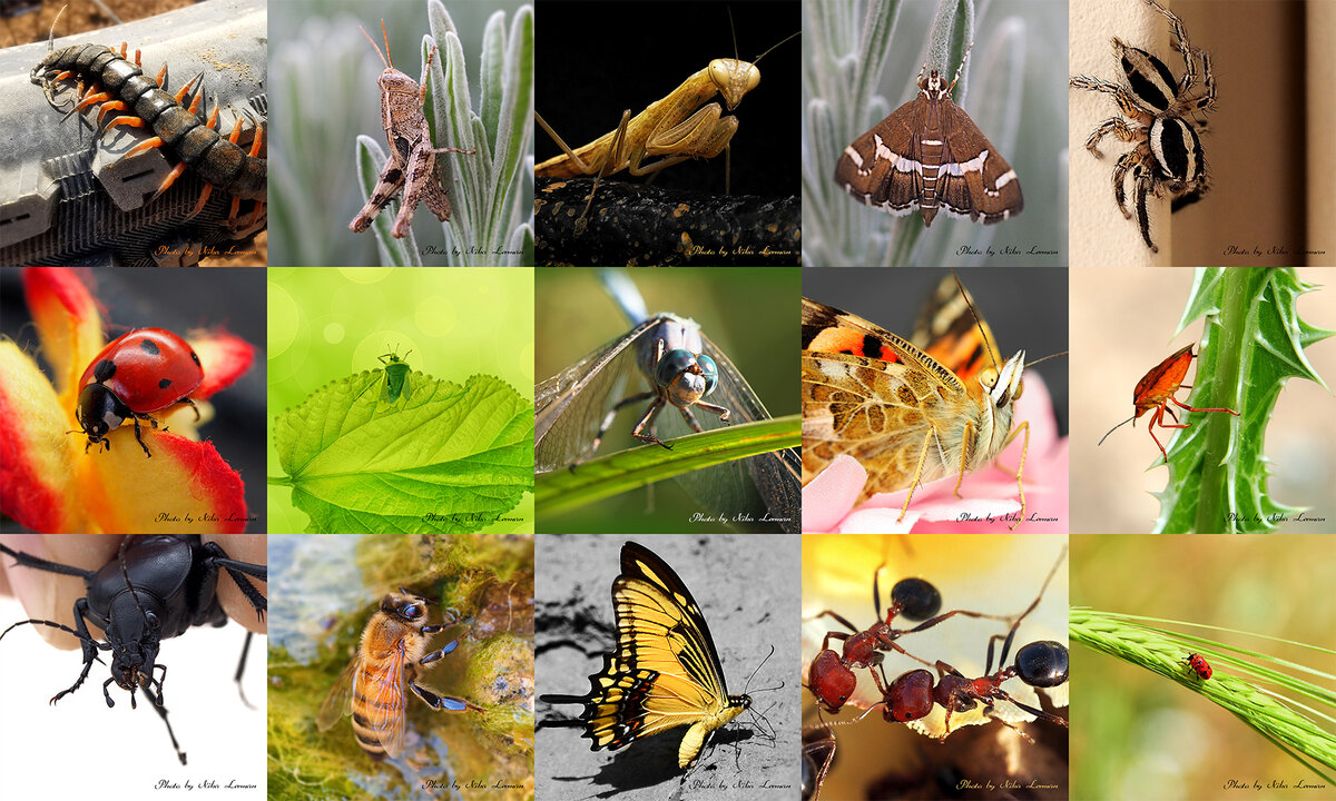 Фотографии автора