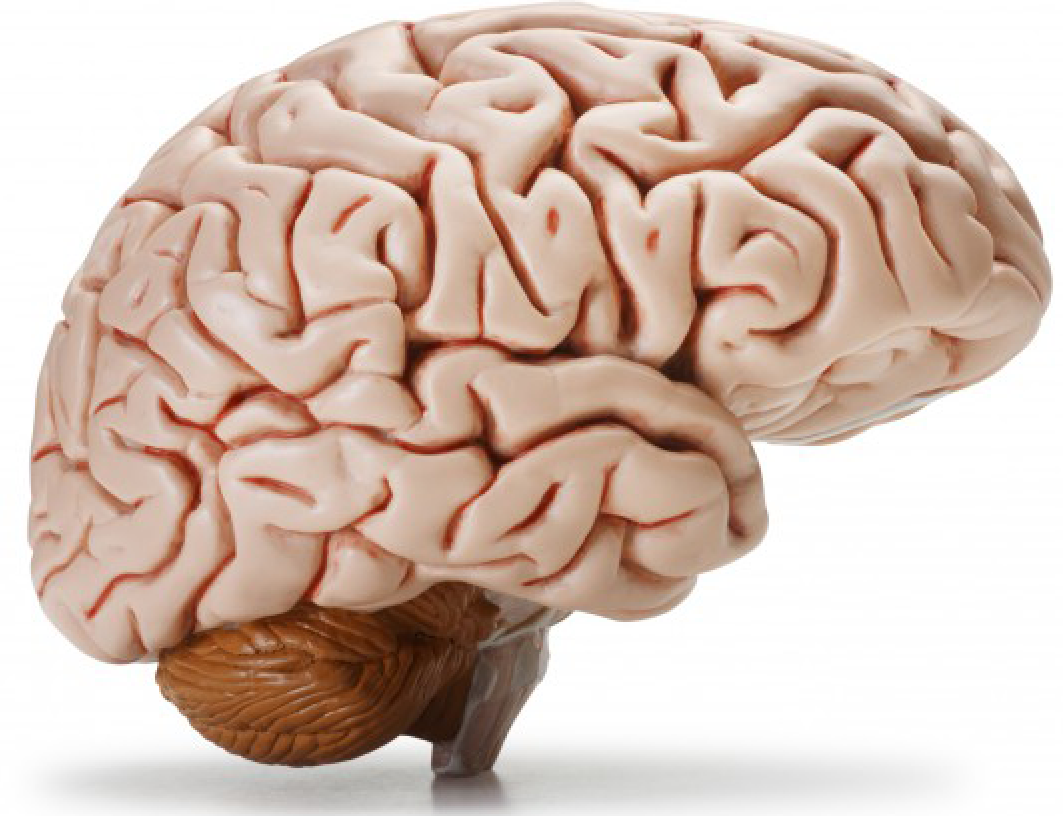 Мозг на 60% состоит из жира