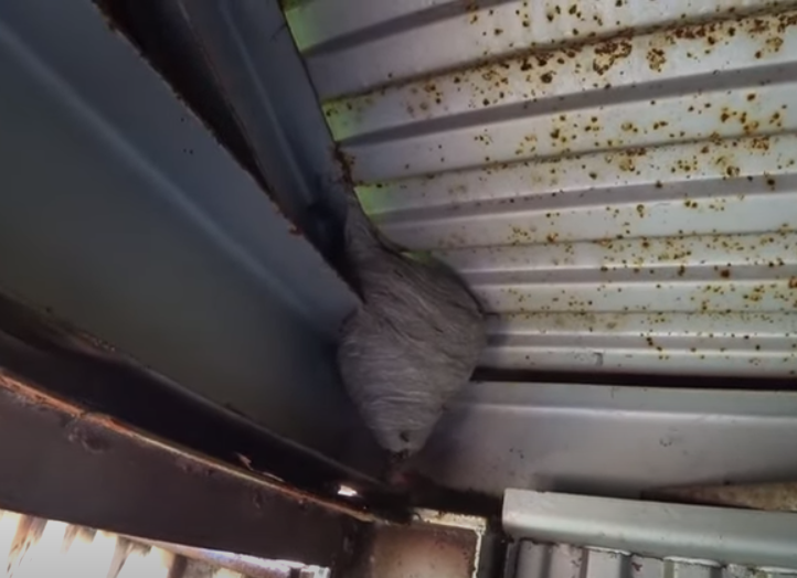 Картинка просто для иллюстрации, примерно такое было гнездо сначала