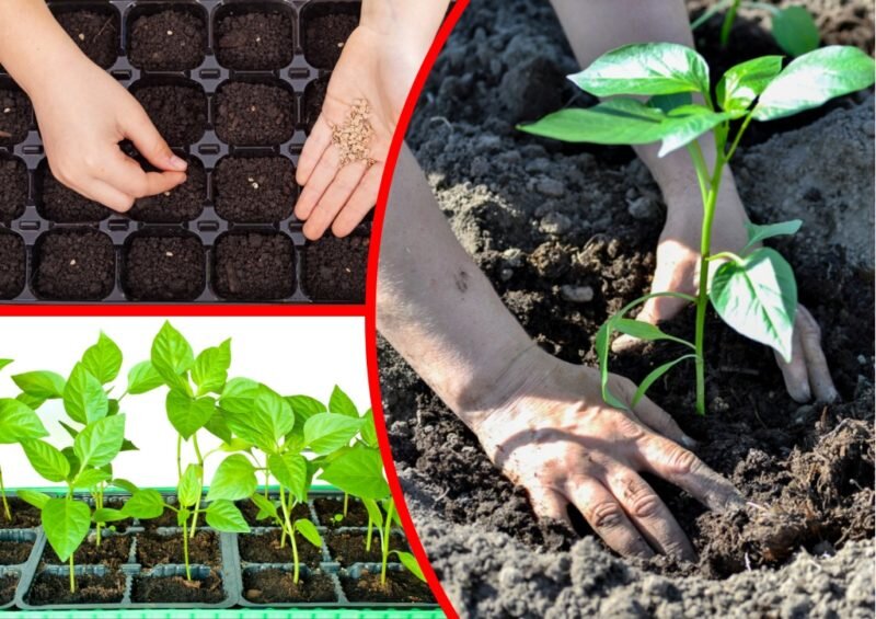 Выращивание перца