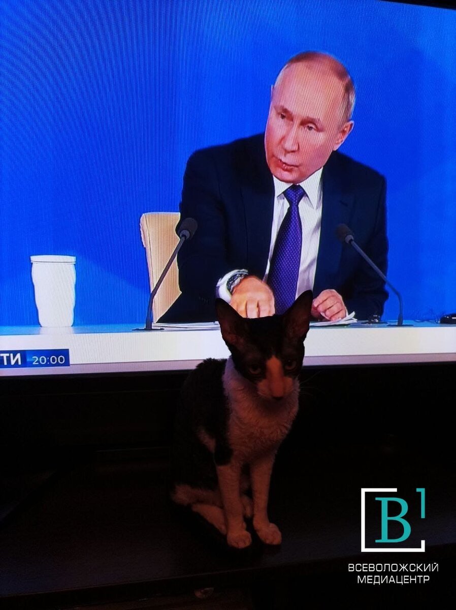ВВП и котик