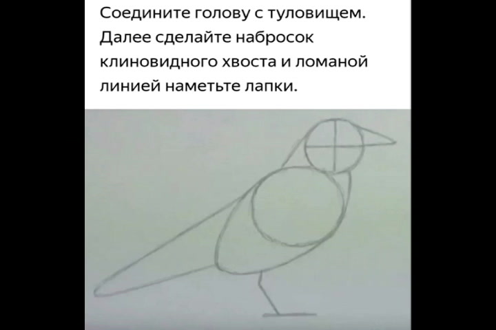 Как нарисовать жаворонка карандашом красиво