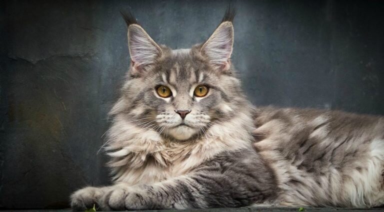 О породе Мейн Кун  Мейн кун - таинственная порода кошек, ее происхождение связано с легендами и загадками.