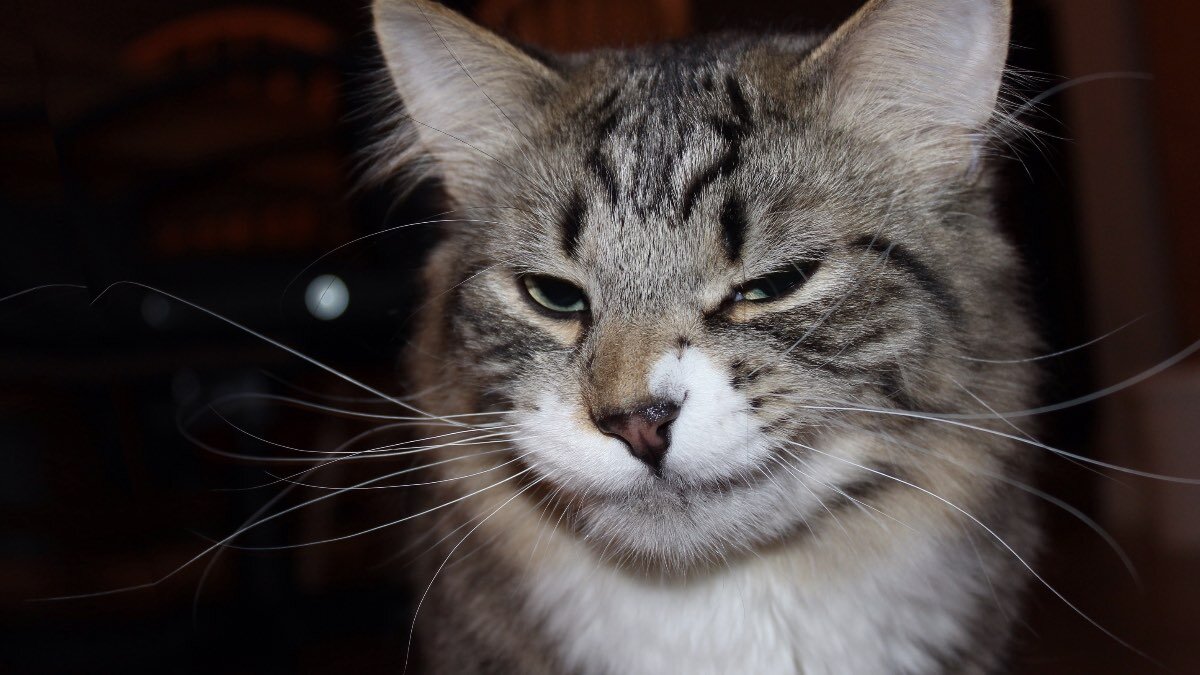 Из Яндекс картинок