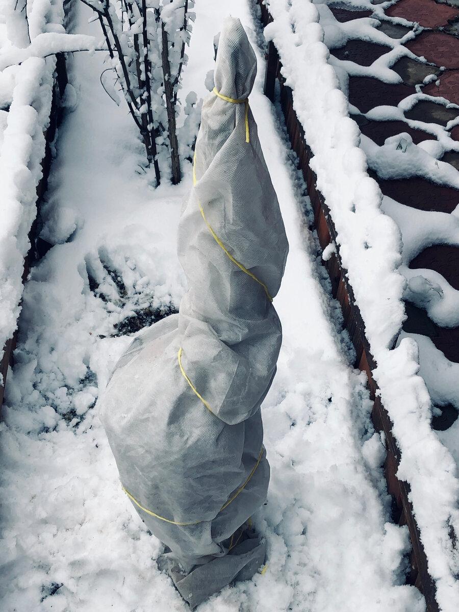 Вот так выглядела моя вейгела в декабре 2020 года. Везде фото автора. 