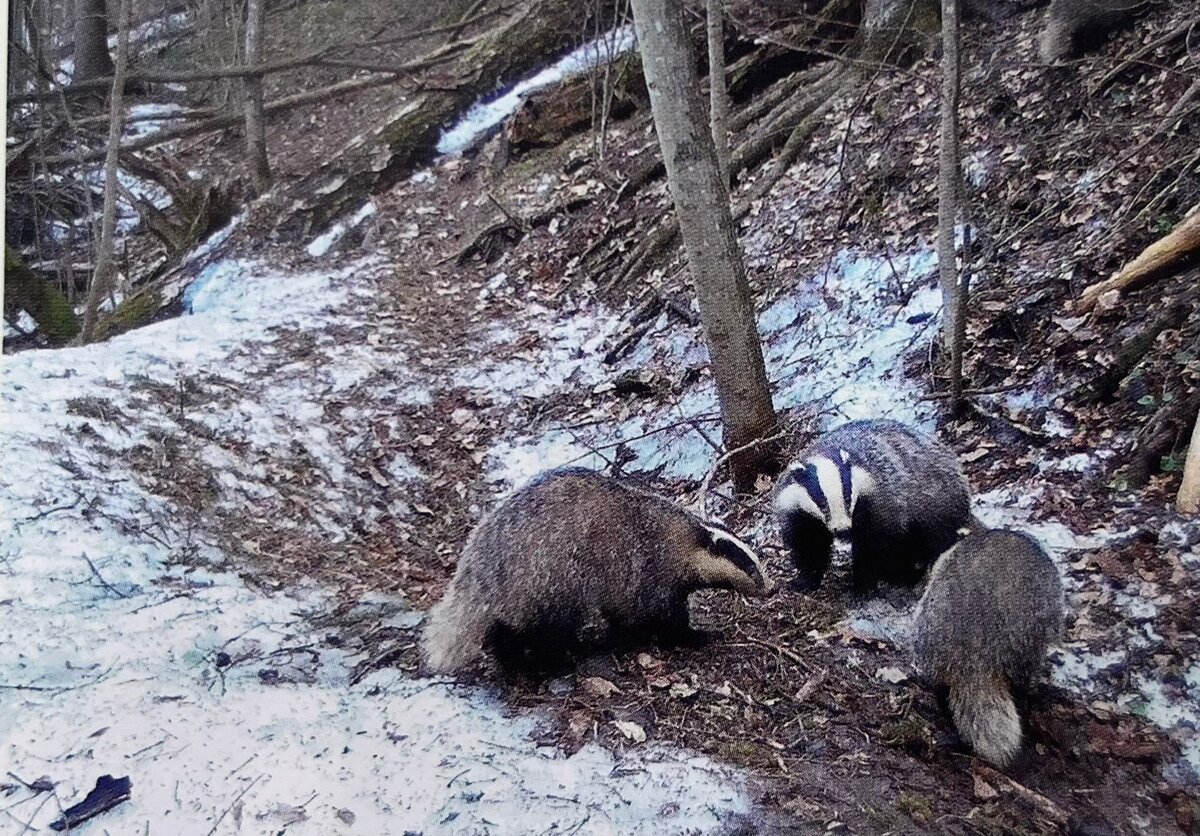 Барсучье совещание. Кадр с фотоловушки национального парка "Угра".