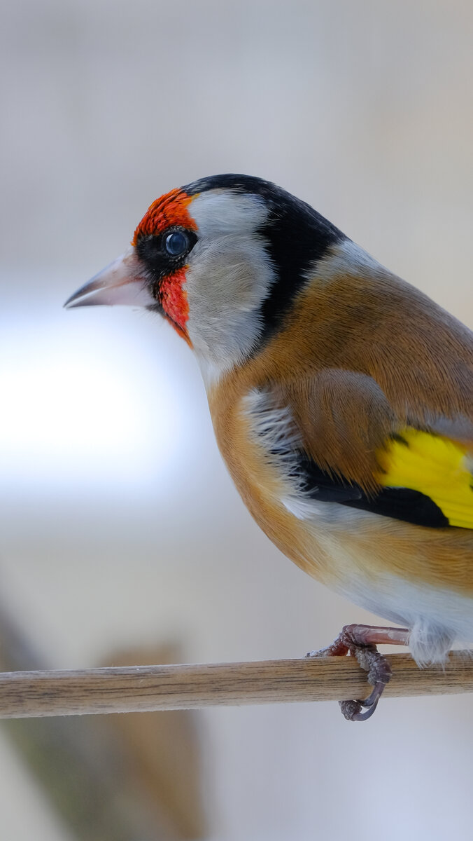 Щегол у кормушки за окном