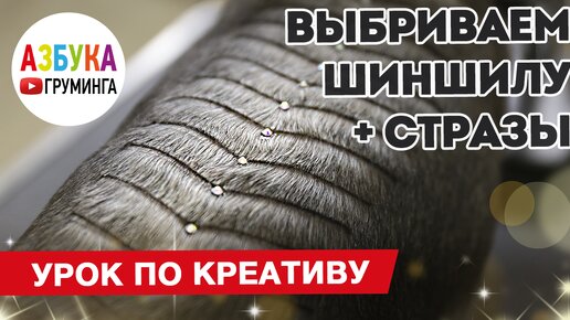 ЧИСТЫЙ ХВОСТ – Груминг салон Красноярск - EasyWeek