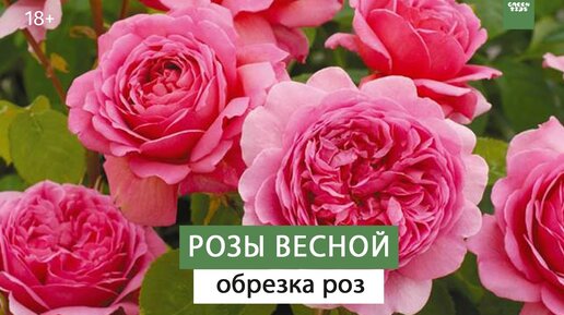 ОБРЕЗКА РОЗ. РОЗЫ ВЕСНОЙ УХОД