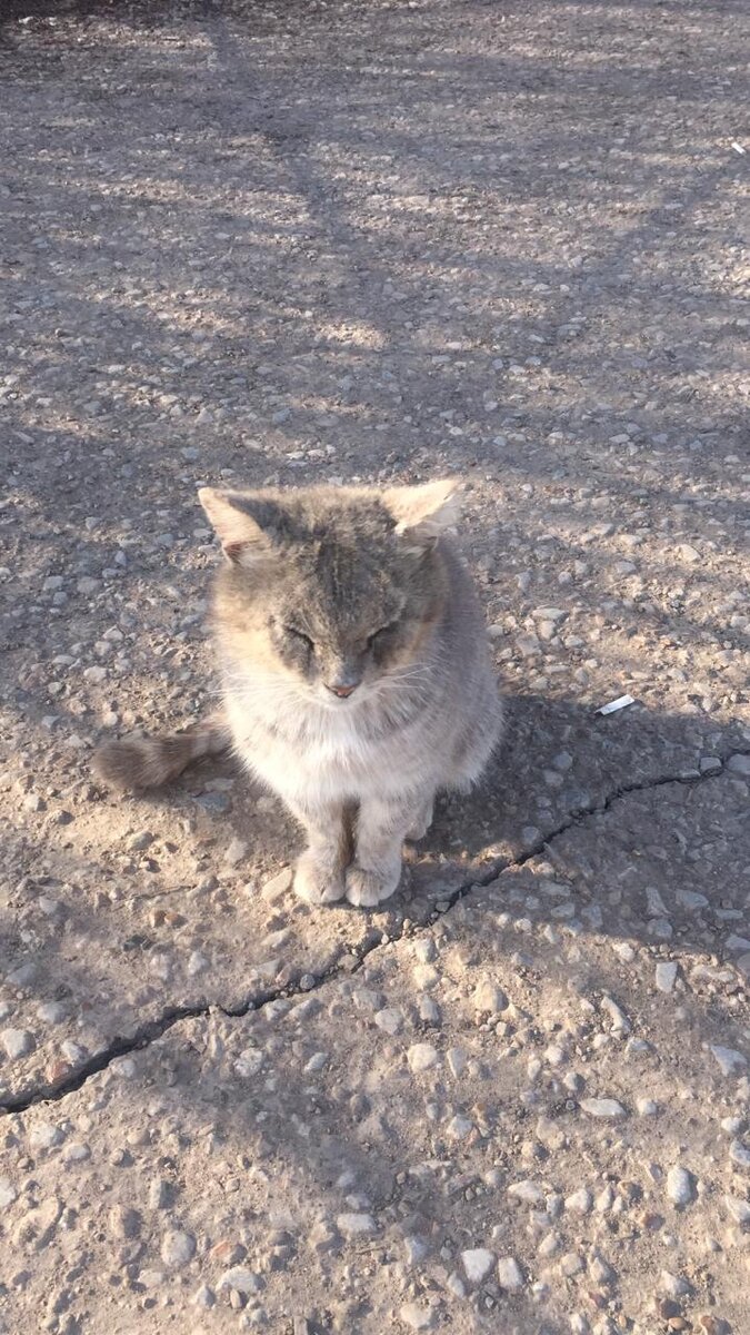 Ещё одно "живое мясо". Чесотка. Сейчас идёт массовое заражение кошек друг от друга.  