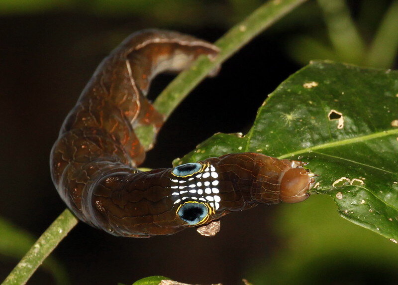 Фото: john lenagan/Flickr