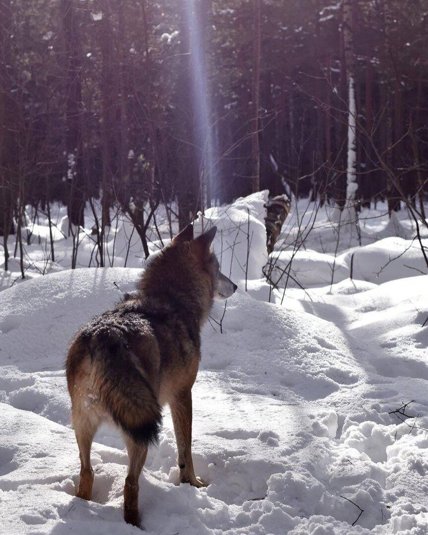 Волк Февраль из Дома Волка. Фото Дарья Языкина