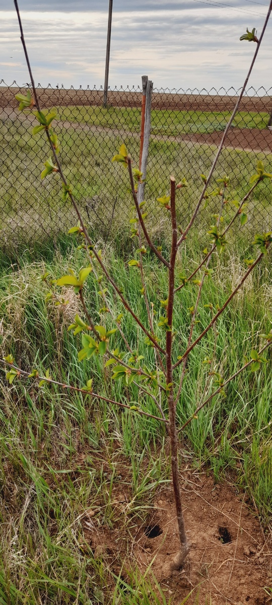 Вишня черная