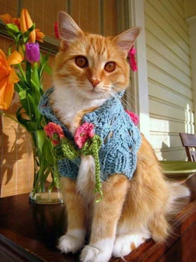 White Cat in a Cozy Sweater