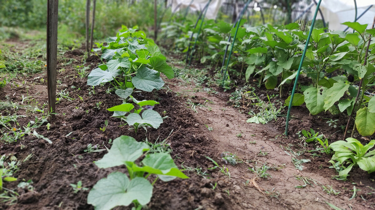 Огурцы в открытом грунте.