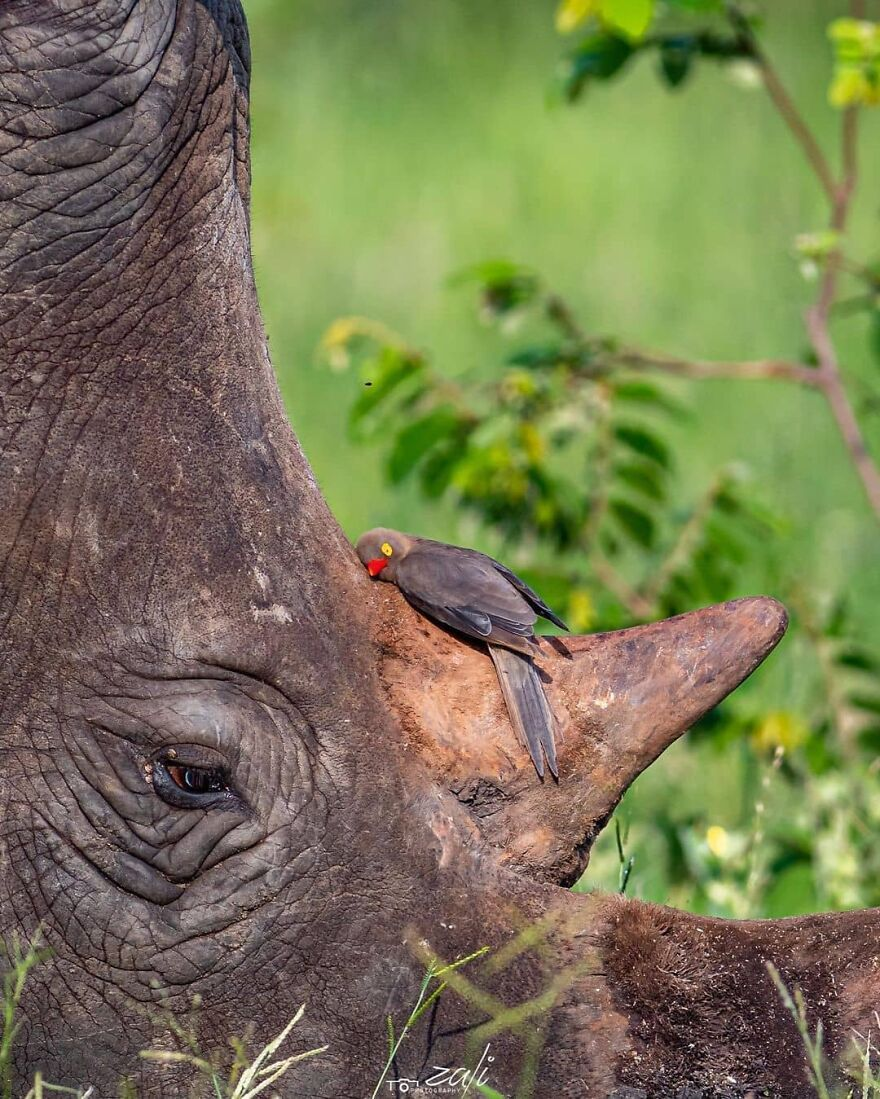 Фото: Zali Safari & Adventures
