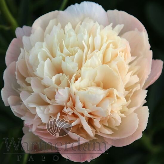 Nikita ( Warmerdam , 2021 год )