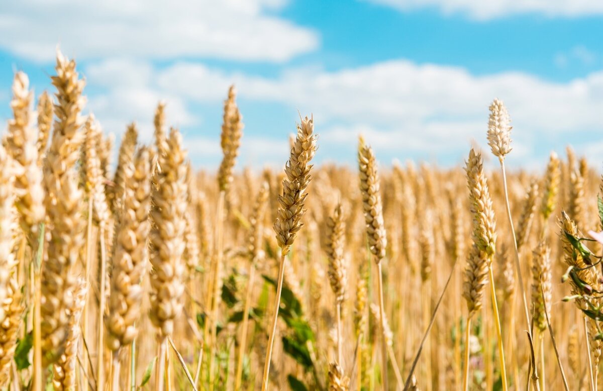 Посевные площади пшеницы в Российской Федерации составляют около 30 млн га, из которых 53-56% занимают посевы озимой пшеницы, остальное приходится на посевы яровой пшеницы.-2