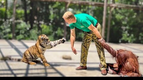 В Тайган приехал Николай Карпович Павленко проведать суматранских тигров!