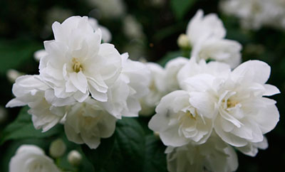 Джирандоль - поникающий кустарник от 1 до 2 м высотой и 1,5 м шириной. Листья яйцевидные, светло-зеленые, осенью становятся желтыми. Цветки кремово-белые, махровые, аромат слабый. Цветет в июне-июле. Зимостоек. Хорошо растет на всех видах почв.