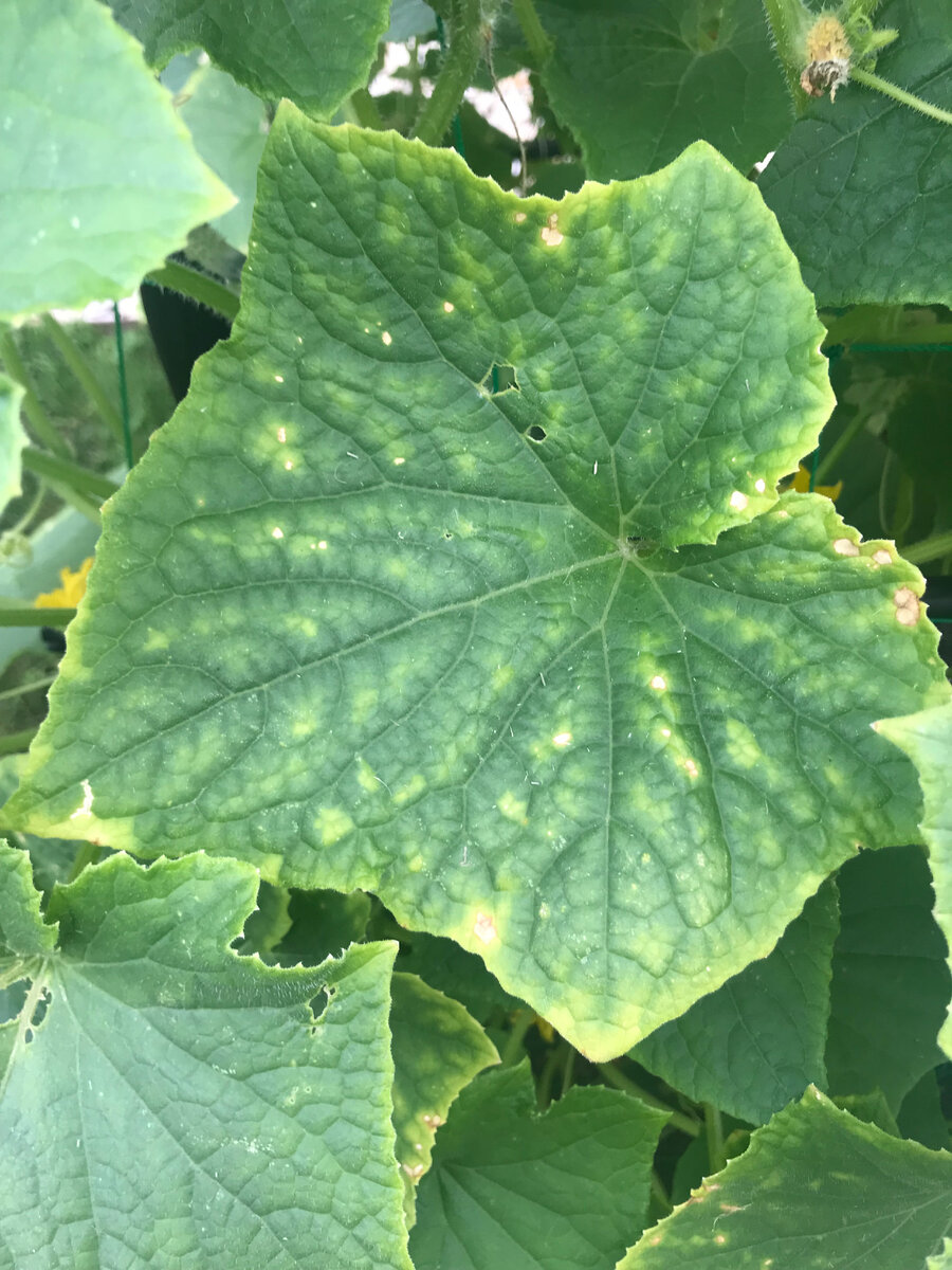 Cucumber Leaf