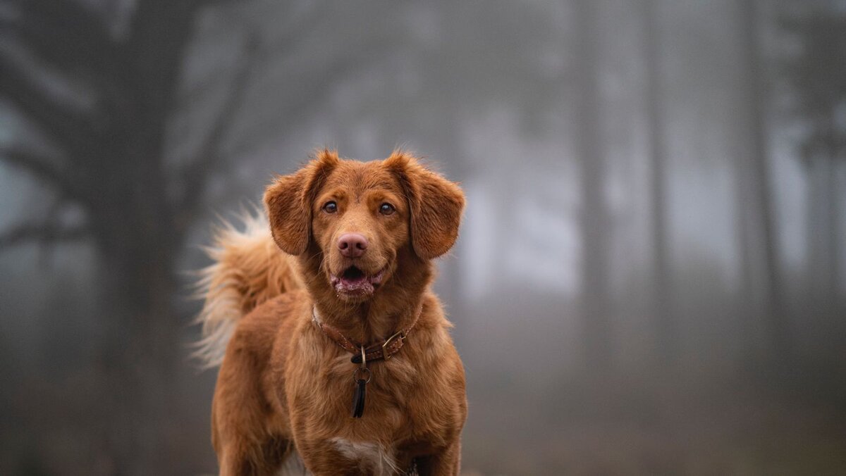 Фото из свободного доступа сети Интернет