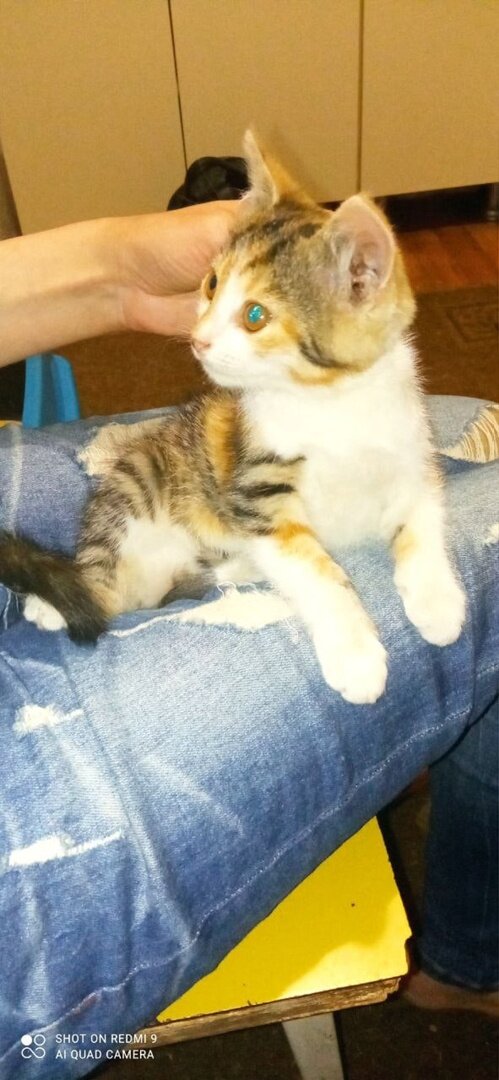 Котодевочка