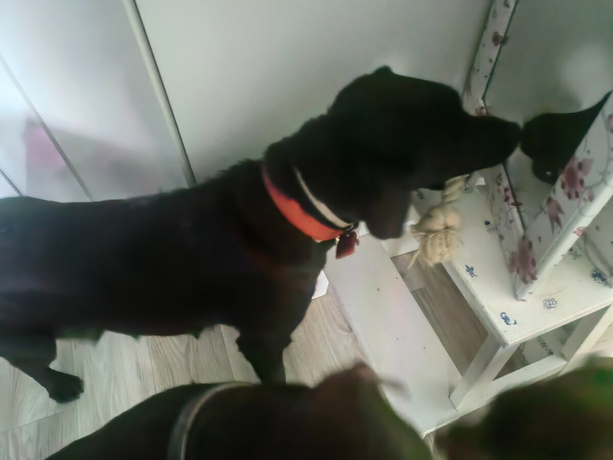 Берта выбрала первую свою игрушку у меня