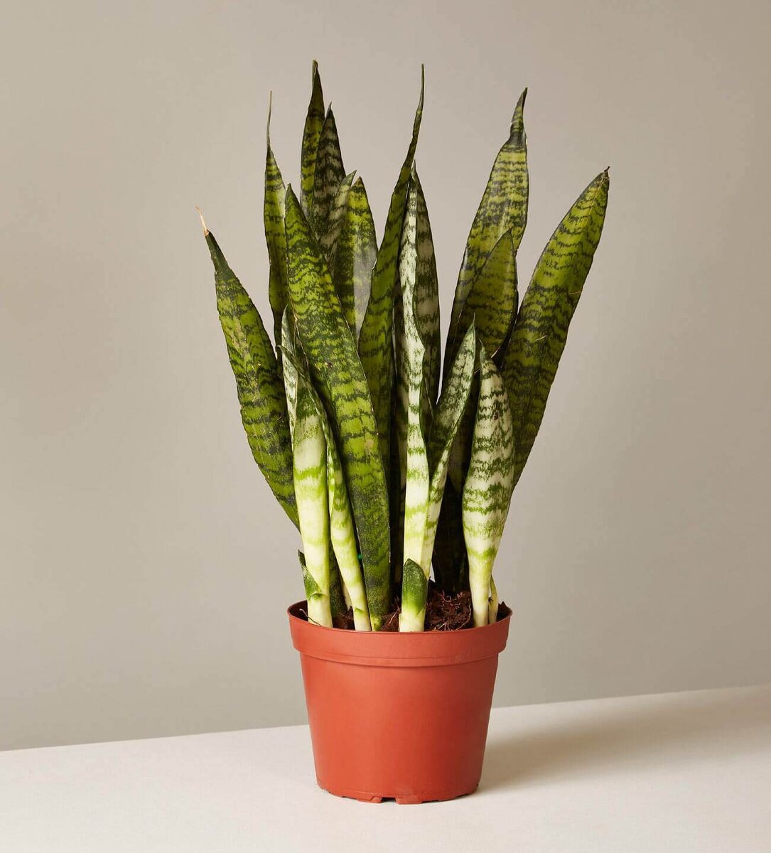 Фото из интернета. 