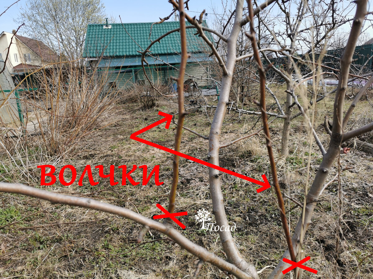 Волчки нужно удалять, или отгибать, чтобы они начали плодоносить. Для прививки они не годятся.