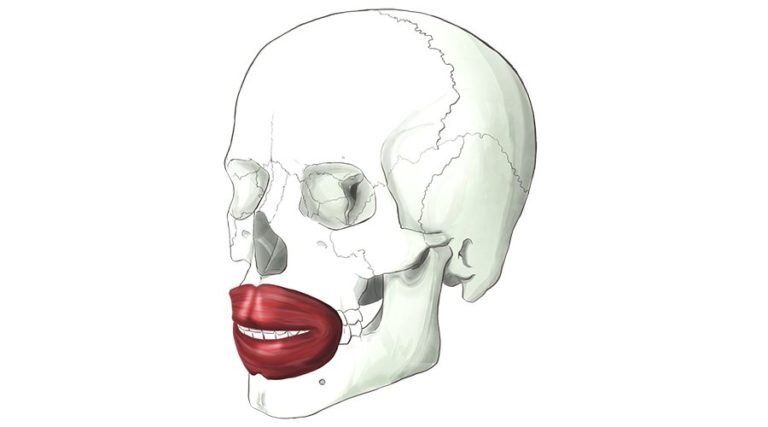 Круговая рта. Круговая мышца рта m. orbicularis Oris.