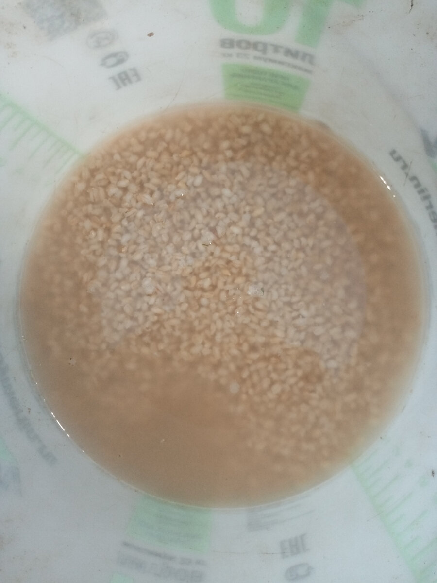 Перловка! Вот тут я накосячил, не слил воду. и прикормка получилась недостаточно рассыпчатой, на результате это не сказалось, но осадочек остался, на будущее наука.