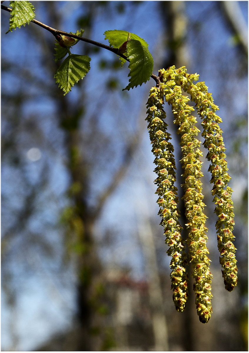 Березовая сережка, она же брунька!