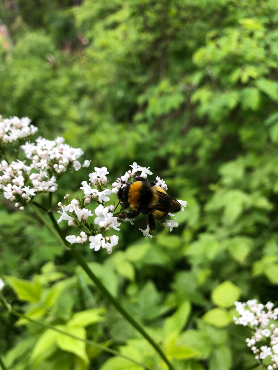Прекрасный шмель на Ветлане
