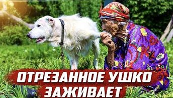 Вся деревня встала на защиту бабушки и собаки