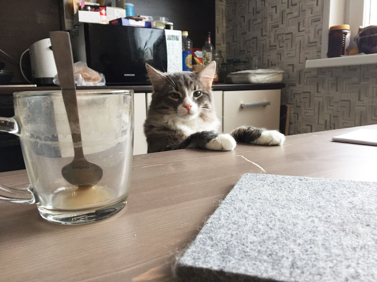 За точностью изготовления следил кот Тима