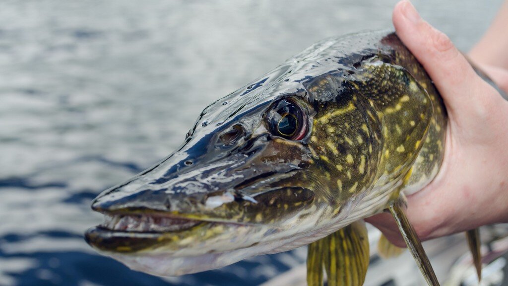 Ловля щуки летом