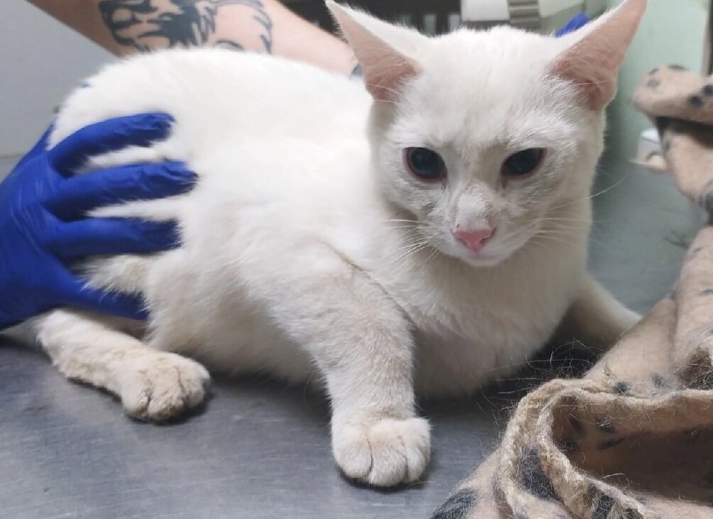 Жемчуг на приеме