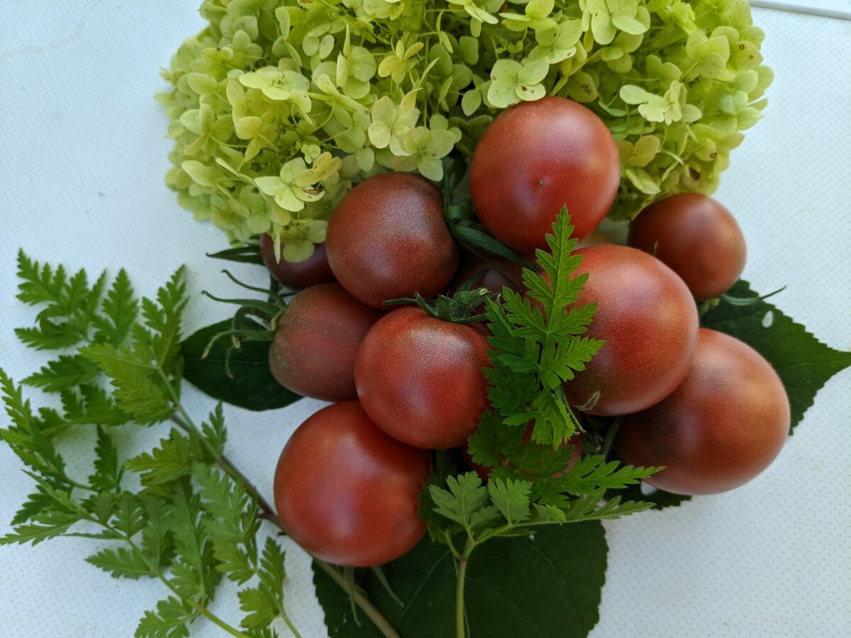 Красотка Псамафа. Плоды, наверное, лежкие... Но для меня они слишком вкусны, чтобы позволить им лежать долго )))