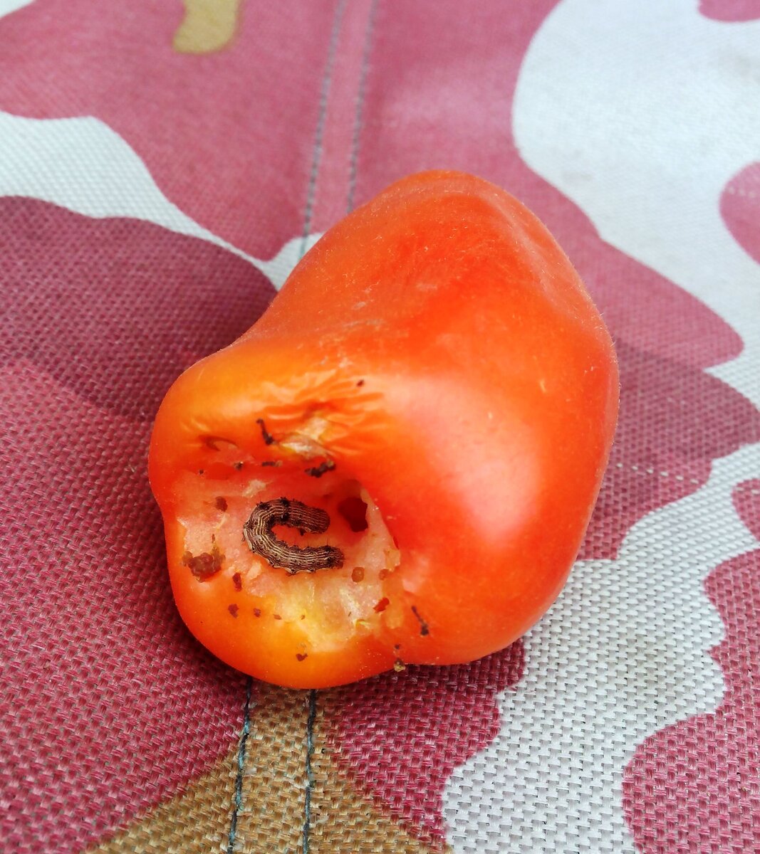 Знаете такого красавца - Луговой мотылек? Его гусеницы всеядны - поедают все подряд!!!