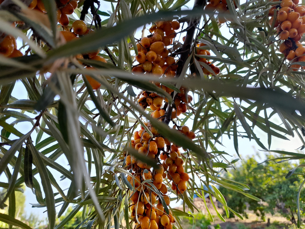 Фото автора.