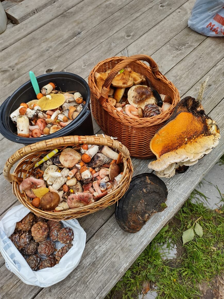 Результат похода за грибами