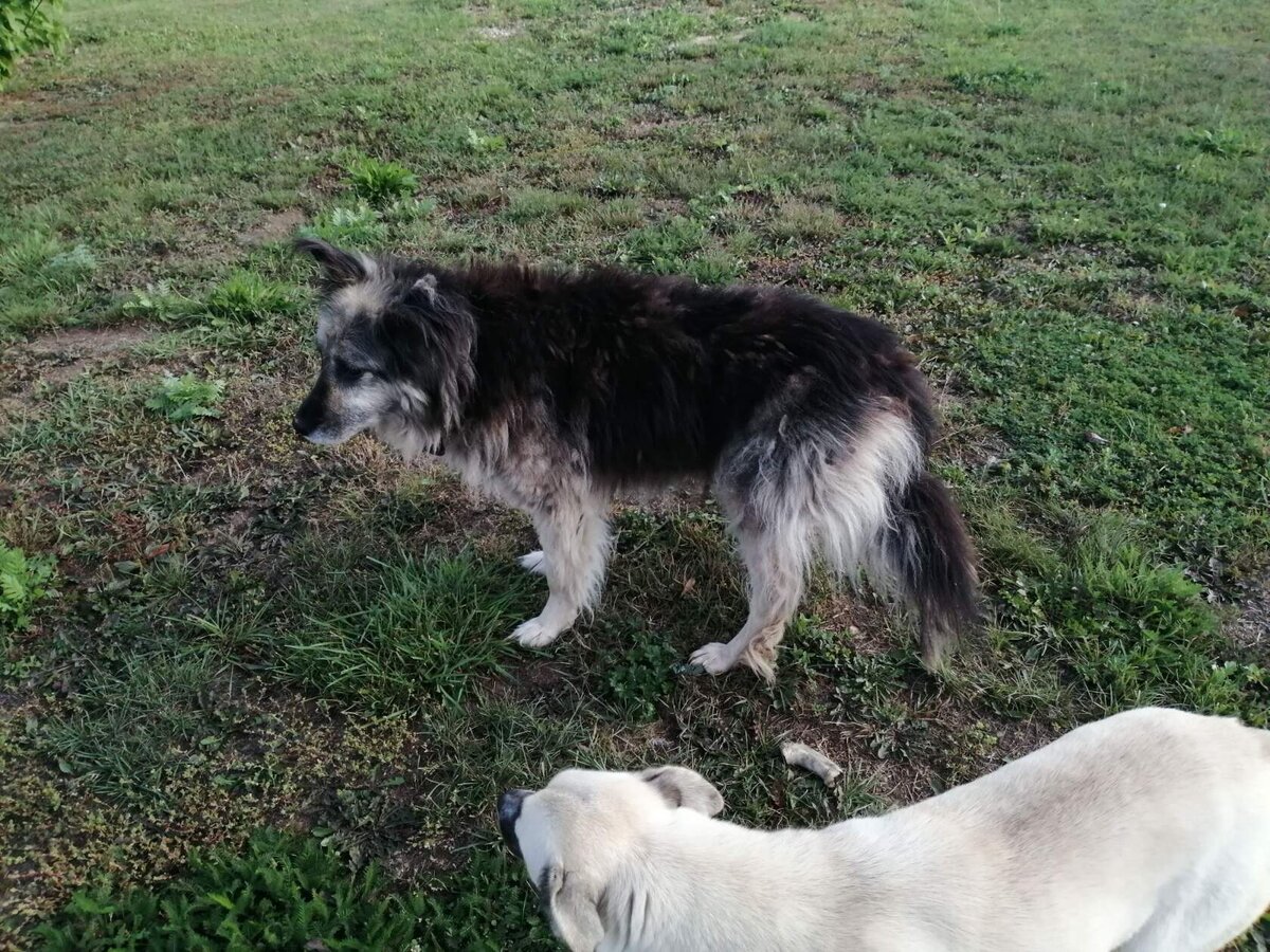 Фото автора. Веда и моя Найда.
