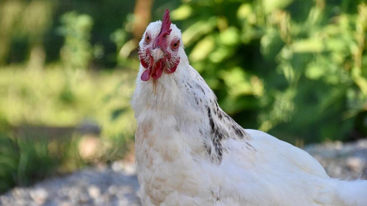    Курица повернула голову:pixabay.com