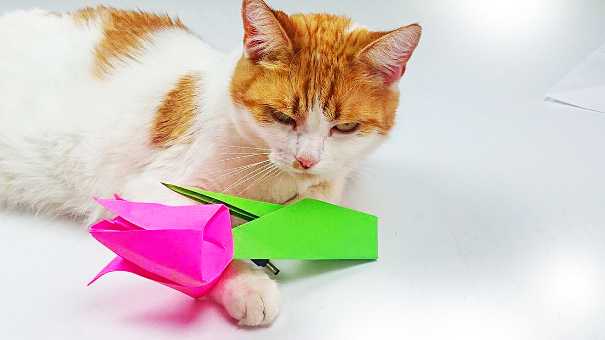 А твоя кошка любит оригами как моя? #котыикошки #оригами   